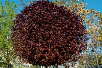 Crimson King Maple Trees Provide Colorful Foliage