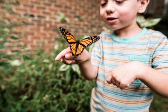 41 Fun & Interesting Facts About Butterflies That'll Make Your Mind Flutter