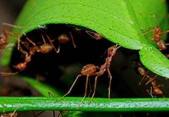 5 Methods for Getting Rid of Ants (& When You Shouldn’t)