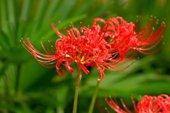 How the Spider Lily Got Its Death Flower Reputation