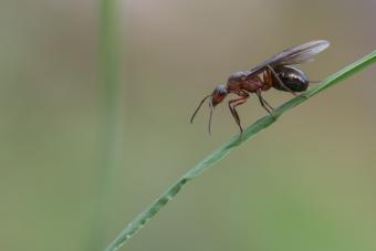 4 DIY Natural Methods to Get Rid of Flying Ants